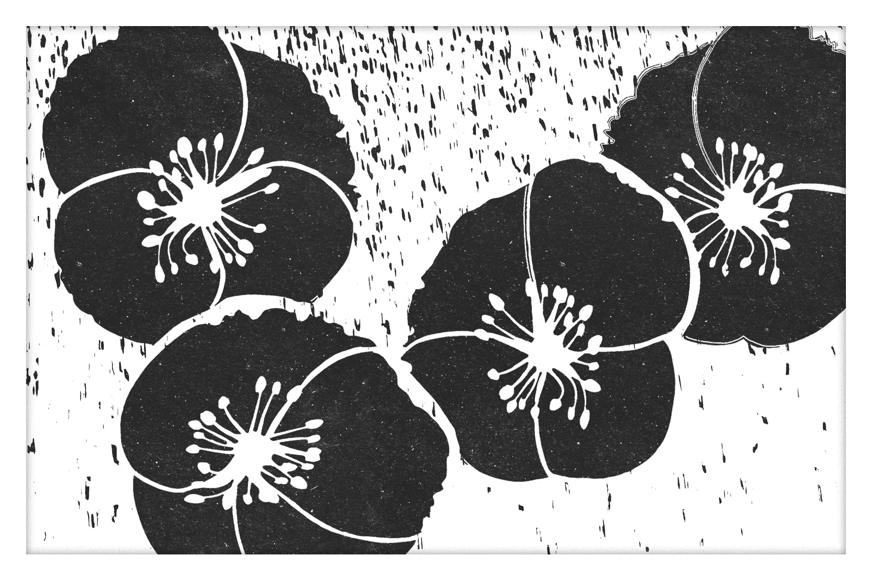 Noir&Blanc-006-Coquelicots