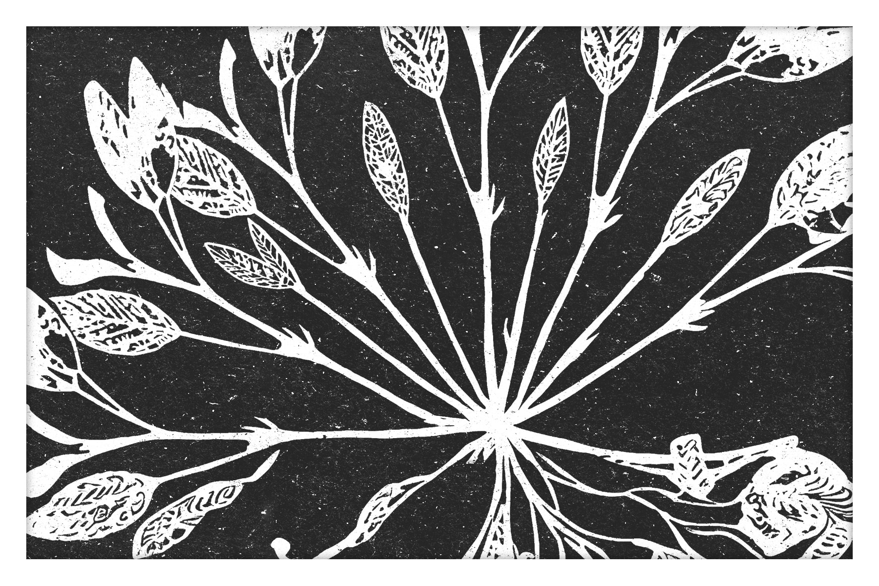 Noir&Blanc-012-Plantes