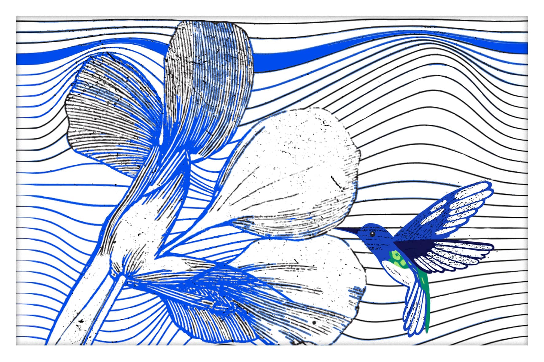 0006-colibri bleu-nature et animaux25-06